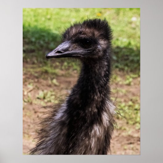 Close-up of an Emu ポスター (正面)