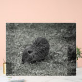 Close-up of baby nutria (Myocastor coypus) on fiel アクリルサイン (ウェディング)