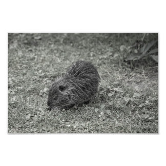 Close-up of baby nutria (Myocastor coypus) on fiel フォトプリント