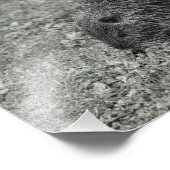 Close-up of baby nutria (Myocastor coypus) on fiel フォトプリント (角)