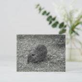Close-up of baby nutria (Myocastor coypus) on fiel ポストカード (スタンド正面)