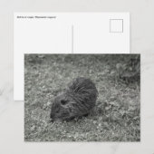 Close-up of baby nutria (Myocastor coypus) on fiel ポストカード (正面/裏面)