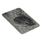 Close-up of baby nutria (Myocastor coypus) on fiel マグネット (右側)