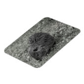 Close-up of baby nutria (Myocastor coypus) on fiel マグネット (左側)