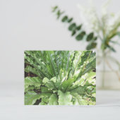 Close-up of the fern, Asplenium nidus. ポストカード (スタンド正面)