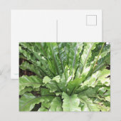 Close-up of the fern, Asplenium nidus. ポストカード (正面/裏面)