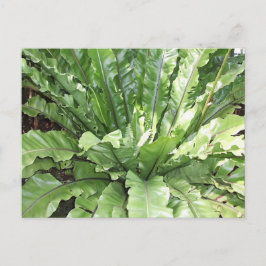 Close-up of the fern, Asplenium nidus. ポストカード