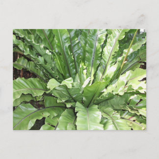Close-up of the fern, Asplenium nidus. ポストカード