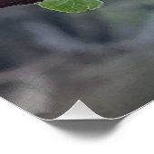 Close-up of white cherry blossoms in spring ポスター (コーナー)