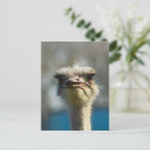 Close_Up_Ostrich_FullSize.jpg ポストカード (スタンド正面)