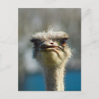 Close_Up_Ostrich_FullSize.jpg ポストカード