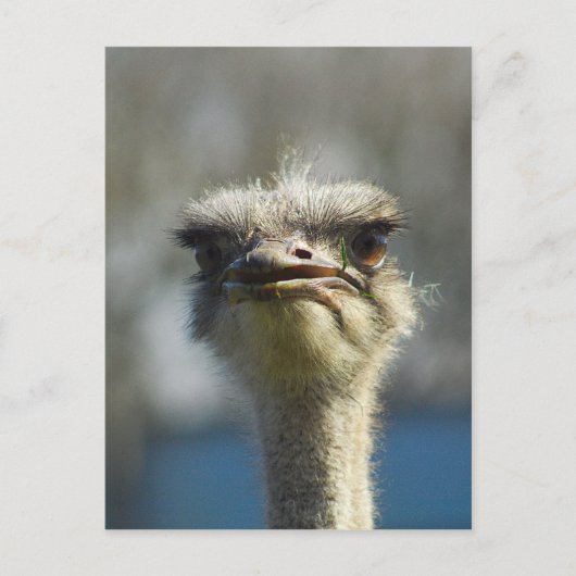 Close_Up_Ostrich_FullSize.jpg ポストカード (正面)