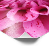 Close up Pink Dahlia (Pink Flower)フォトプリント フォトプリント (角)