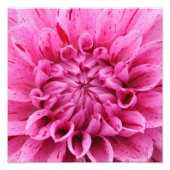 Close up Pink Dahlia (Pink Flower)フォトプリント フォトプリント (正面)