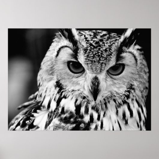 Close Up Portrait Of Eurasian Eagle-owl ポスター (正面)