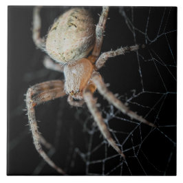 Close Up Wonder:ヨーロッパガーデンスパイダー タイル