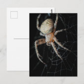 Close Up Wonder:ヨーロッパガーデンスパイダー ポストカード (正面/裏面)