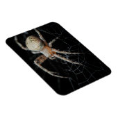 Close Up Wonder：ヨーロッパガーデンスパイダー マグネット (右側)