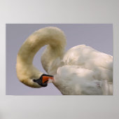 Closeup mute swan ポスター (正面)