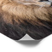 Closeup Portrait of a Male Lion ポスター (角)