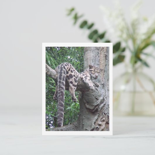 Cloud Leopardはがき ポストカード (スタンド正面)