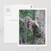 Cloud Leopardはがき ポストカード (正面/裏面)