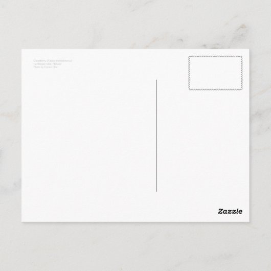 Cloudberryはがき ポストカード (裏面)