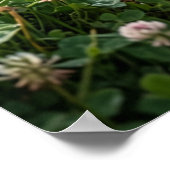 Clover Badger Meadow Luck ポスター (角)