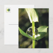 Clover With Dew, Peaceful Atlas ポストカード (正面/裏面)