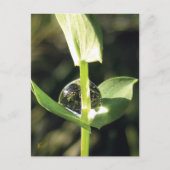 Clover With Dew, Peaceful Atlas ポストカード (正面)