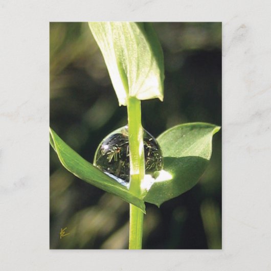 Clover With Dew, Peaceful Atlas ポストカード (正面)