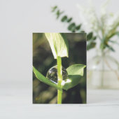 Clover With Dew, Peaceful Atlas ポストカード (スタンド正面)