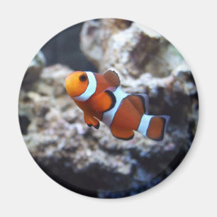 Clownfishの写真撮影の磁石 マグネット