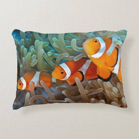 Clownfish アクセントクッション (正面)