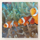 Clownfish ガラスコースター (正面)