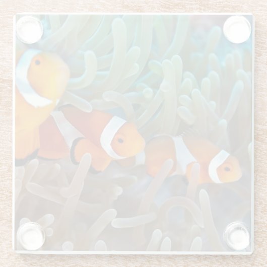 Clownfish ガラスコースター (裏面)