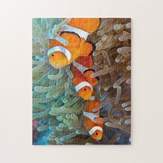 Clownfish ジグソーパズル (縦)
