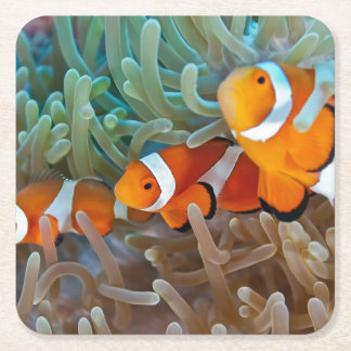 Clownfish スクエアペーパーコースター
