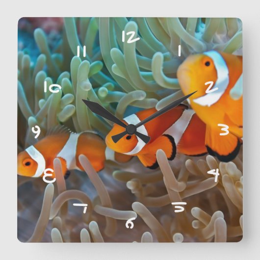 Clownfish スクエア壁時計 (正面)