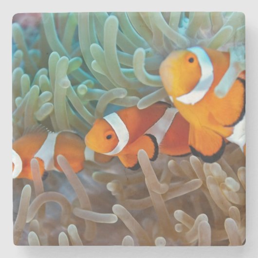 Clownfish ストーンコースター (正面)