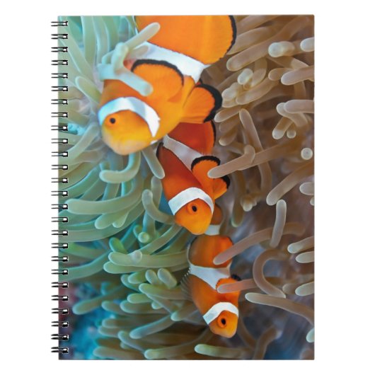 Clownfish ノートブック (正面)