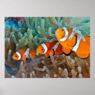 Clownfish ポスター