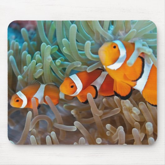 Clownfish マウスパッド (正面)