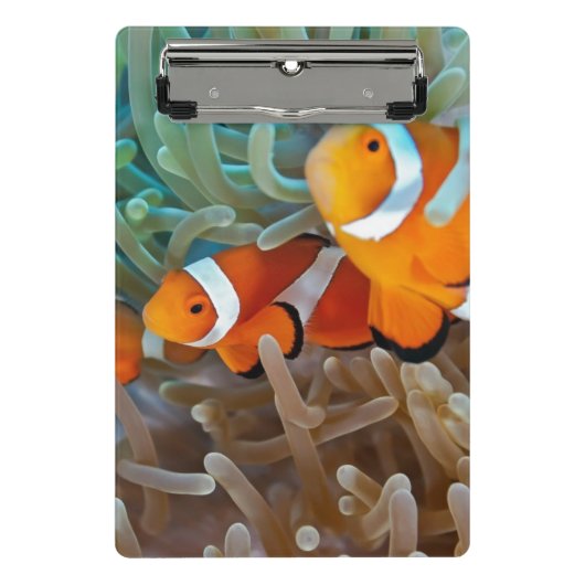 Clownfish ミニクリップボード (正面)
