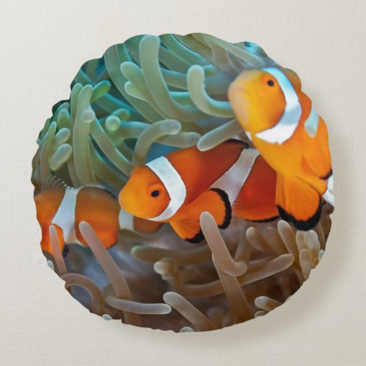 Clownfish ラウンドクッション (正面)