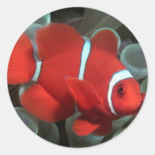 Clownfish ラウンドシール