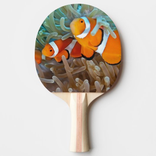 Clownfish 卓球ラケット (正面)