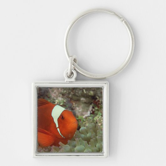 Clownfish 2 キーホルダー (正面)