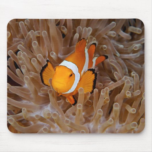 Clownfish - Molokai, North Shore Cliff マウスパッド (正面)