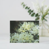 Cluster Amaryllis：Postcard ポストカード (スタンド正面)